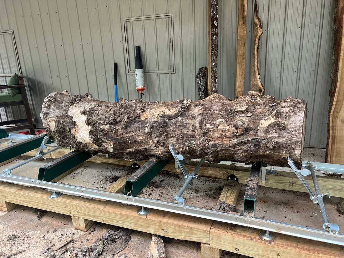Oak log positioned on the mill, ready for the first cut