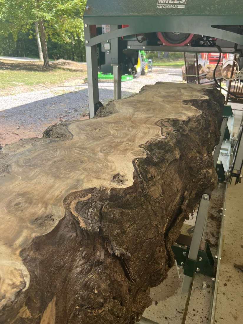 First cut revealing the live edge