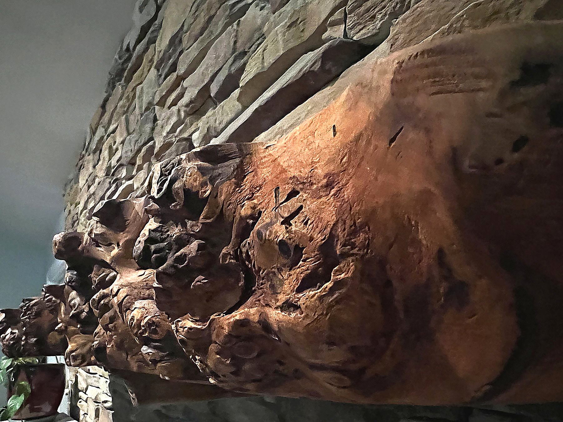 Underside grain on live-edge oak — Live Edge Oak Co