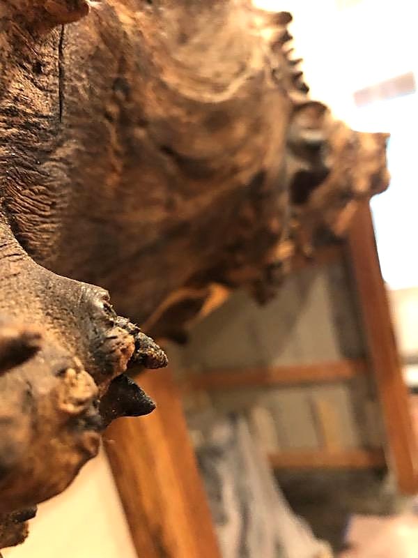 Open grain on live-edge oak — Live Edge Oak Co